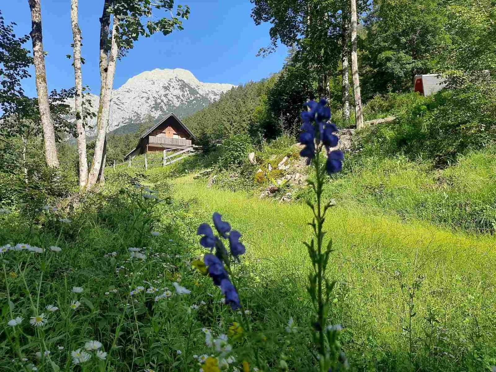 Camping & Glamping Grintovec 普雷德沃尔 外观 照片